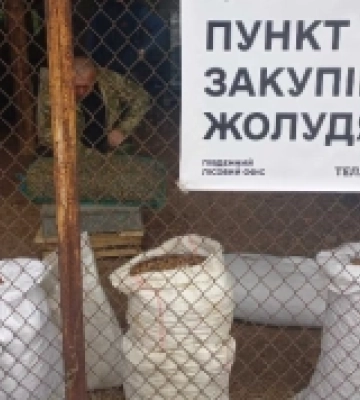 Хочемо бути з дубовими лісами - продавайте жолуді лісництвам Півдня