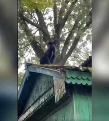 &quot;Просил помощи у людей&quot;: в Ровенской области спасли травмированную собаку