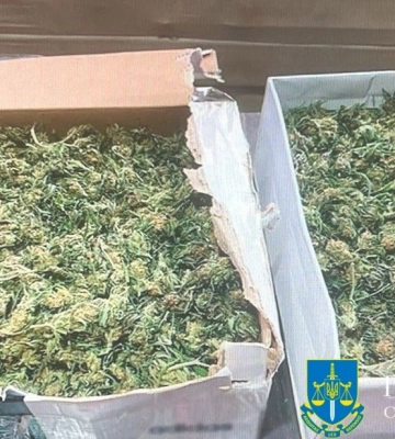 Засудили кременчуківця, який вирощував коноплі «для лікування»