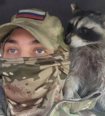 Міноборони Росії вкрало єнота, щоб нейтралізувати блогера - трішки трешу від ISW