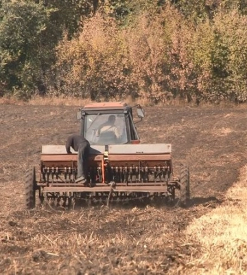На полях Черкащини сіють менше озимих культур, ніж торік