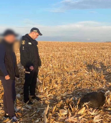 На Уманщині браконьєри застрелили дикого кабана. Їх розшукують поліцейські