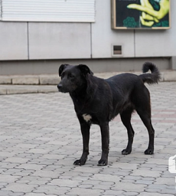 На Дніпропетровщині після прильоту тварина залишилася без дому