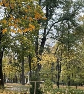 У парку Франка у Львові висадили дерева