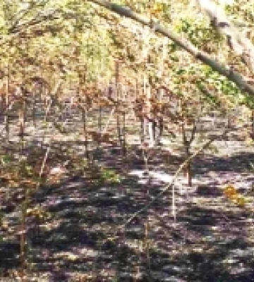 Нацпарку “Кам’янська Січ” з початку бойових дій завдано збитків майже на 5 млрд грн, – екоінспекція