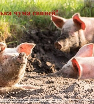 В Бориспільському районі зареєстровано нові випадки африканської чуми свиней