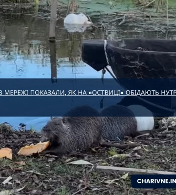В мережі показали, як на «Оствиці» обідають нутрії