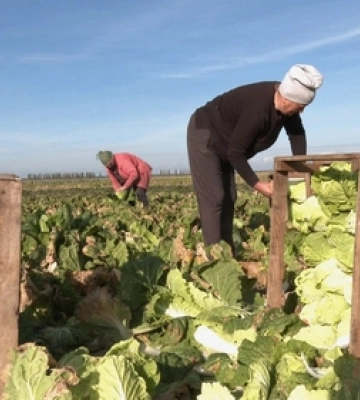 Закривають потребу цілого регіону: під Луцьком місцеві фермери вирощують «пекінку» (відео)