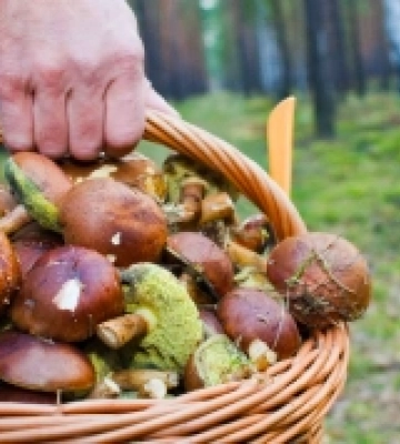 На Рівненщині вчора загубилися в лісі четверо грибників