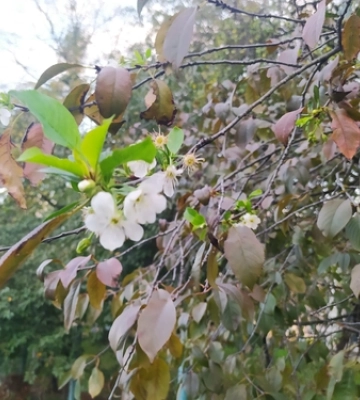 У Луцьку посеред листопада зацівіла вишня (фотофакт)