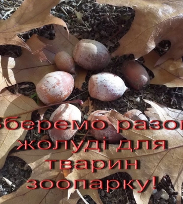Порадуйте тварин смачненьким: Миколаївський зоопарк просить приносити зібрані в парках жолуді