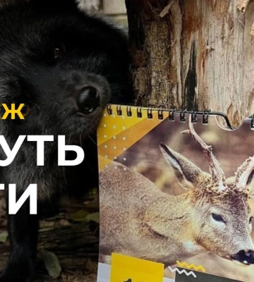 Вони теж хочуть ЖИТИ: у львівському притулку тварин продають благодійні календарі