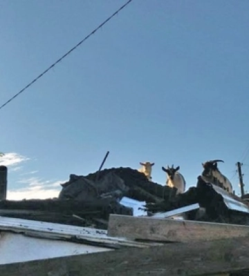 Кози, щурі та захаращене господарство в центрі Луцька: сусіди скаржаться на сім'ю пенсіонерів