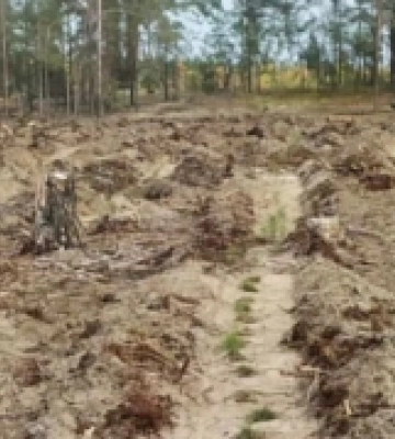 На Волині та Рівненщині відновлюють ділянки лісу після серпневих вітроломів