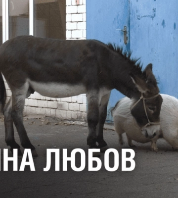 УНІКАЛЬНА пара. Як віслючок з Харкова і свинка з Дніпра через війну стали найкращими друзями