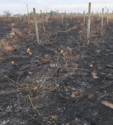 На Одещині згоріли виноградники відомої виноробні