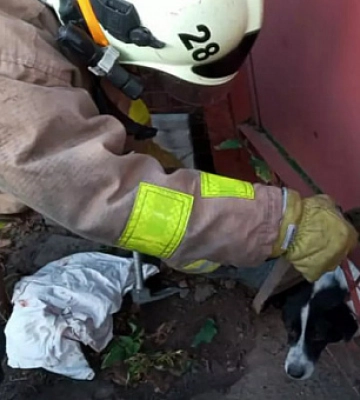 На Дніпропетровщині надзвичайники визволили собаку з залізного паркану