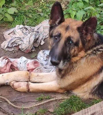 Вибиті зуби та відмерлі лапи: у Ковелі жінка до смерті замордувала пса