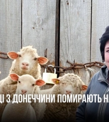 Вівці з Донеччини помирають на Волині: чому отара опинилася зимувати просто неба 