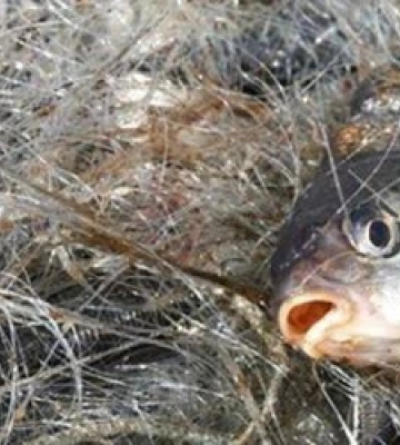 Рибний порушник з Луцька попався на Хрінницькому водосховищі 