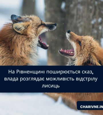 У громаді на Рівненщині поширюється сказ, влада розглядає можливість відстрілу лисиць