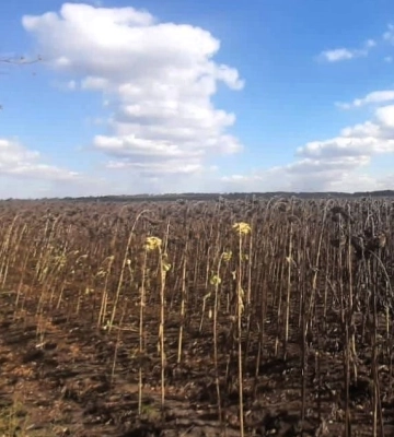 Школі на Полтавщині повернули землі вартістю понад 900 тисяч гривень
