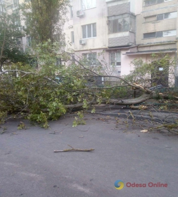 Сильний вітер валить в Одесі дерева – містян просять обмежити пересування вулицями 