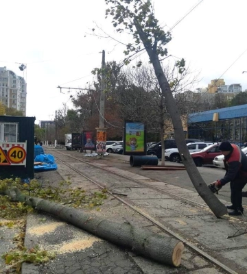 Сильний вітер валить в Одесі дерева – містян просять обмежити пересування вулицями 