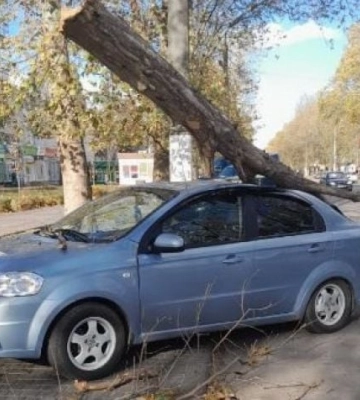 В Мелитополе дерево рухнуло на автомобиль 