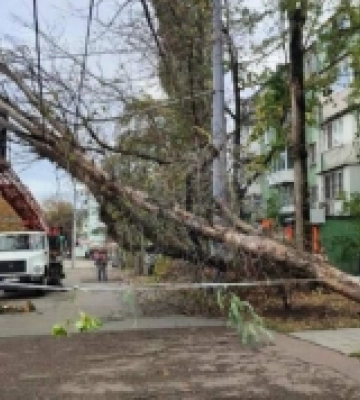 В Одесі вирує негода: сильний вітер повалив майже 40 дерев
