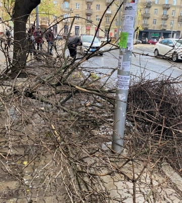 У Дніпрі стався деревопад через шквальні пориви вітру: є зміни в роботі електротранспорту