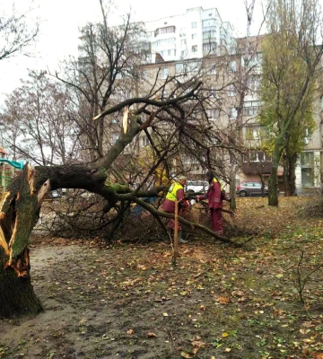 Последствия сильного ветра в Харькове: упали 30 деревьев 