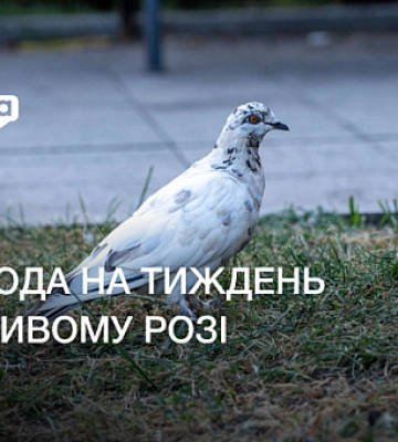 Прогноз погоды в Кривом Роге на неделю