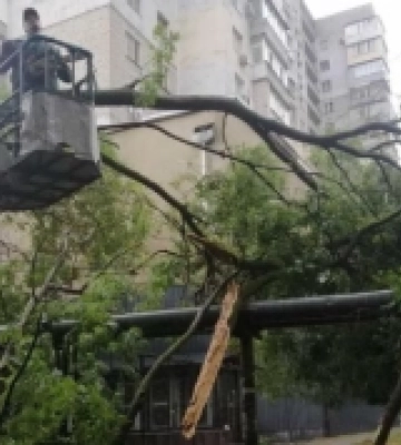 Наслідки негоди: втер повалив в Одесі 47 дерев, є обриви дротів зовнішнього освітлення