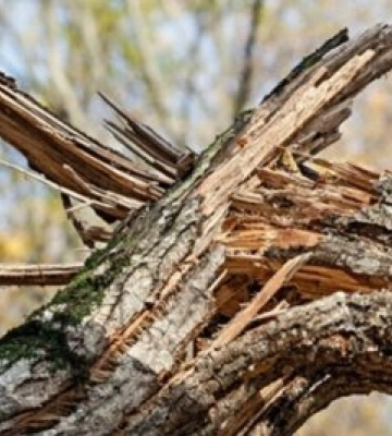 Повалені дерева та обірвані лінії електропередач: триває ліквідація наслідків негоди в Миколаєві
