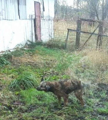Під Києвом у селі Бервиця рятувальники витягли з колодязя собаку (ФОТО)