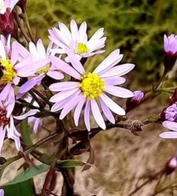 Схожі на бавовну: на півдні Одещини відцвіли дивовижні квіти