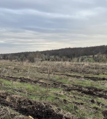 На Миколаївщині планують висадити понад 3 000 гектарів лісу