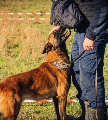 Альф і компанія вчилися в Європі, щоб допомагати саперам на Харківщині (відео)