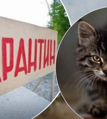 В Дрогобыче из-за бешеного кота ввели карантин на 2 месяца