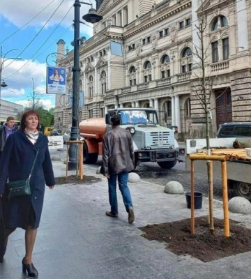 Львівський бізнесмен хоче викорчувати на проспекті Свободи  «кліматичні» дерева під рекламні щити