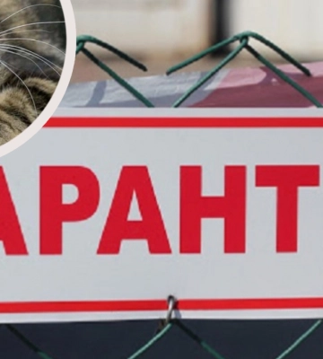 На Прикарпатті скажений кіт покусав людей