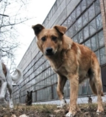 В Ужгороді діятиме Програма регуляції безпритульних тварин