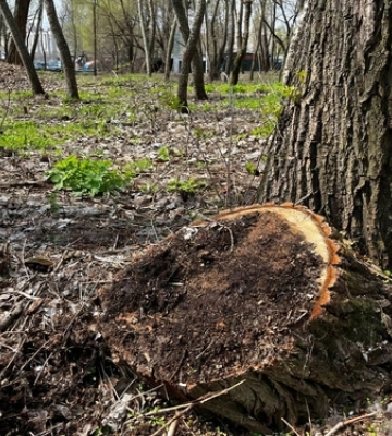 На Волині дроворуби-нелегали навалили дерев на 275 000 гривень