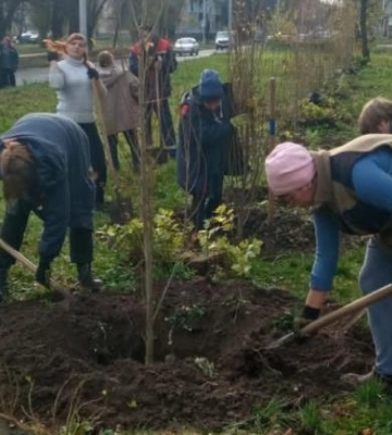 У Полтаві комунальники висадили нові тополі