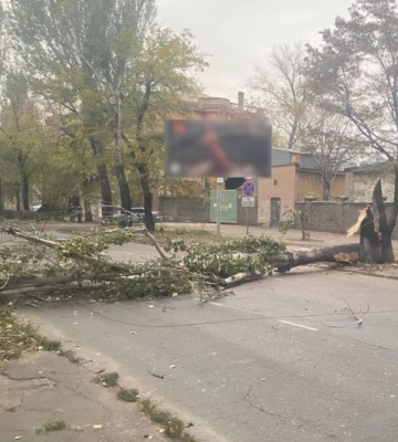 В Одесі впало дерево і заблокувало рух транспорту