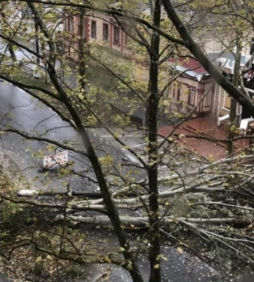 Шторм у Миколаєві: дерева впали на машини, повалили електростовпи
