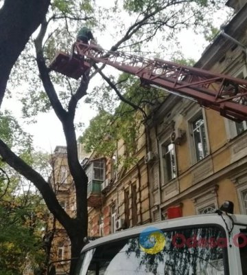 Шторм в Одесі: повалено вже 160 дерев та великих гілок