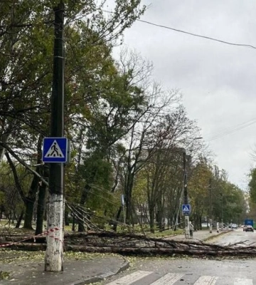 Первый снег и деревопад: что творится с погодой в Одессе