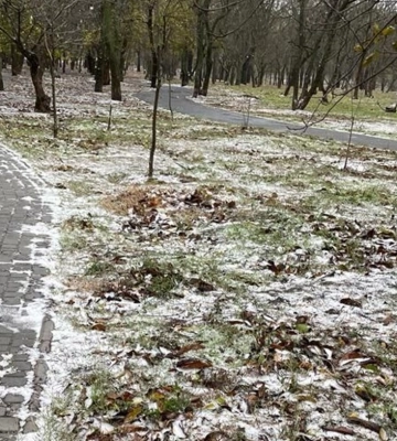 В Одесі лютує негода — вітер повалив 52 дерева